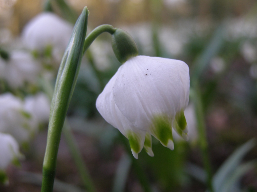 Leucojum vernum 'Green Lantern'